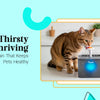 From Thirsty to Thriving: The Fountain That Keeps Pets Healthy