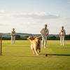 Cricket Fever on the Rise… and Your Pet Joins the Match Too!