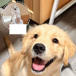 Qpets Dog Fur Keepsake Pendant in Clear Plastic with Secure Metal Ring Clasp for Daily Carry
