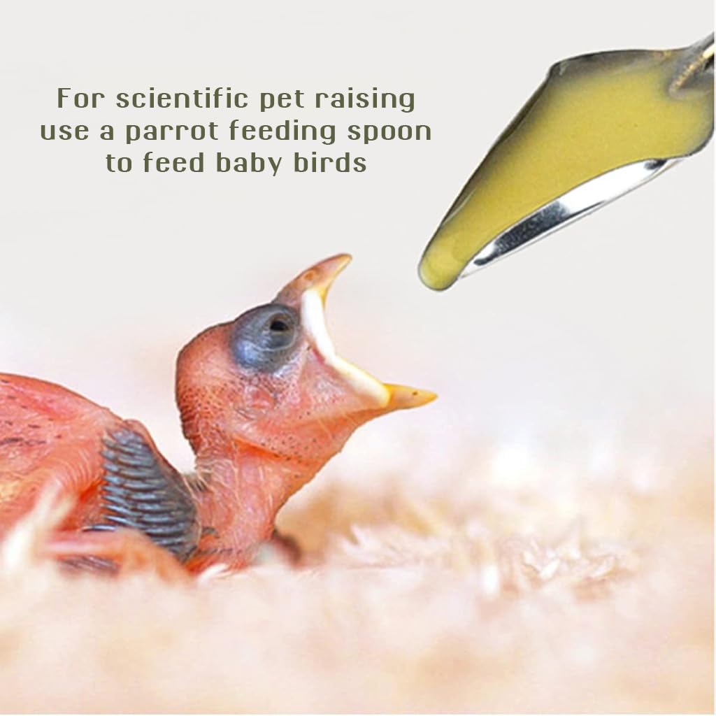 Qpets Hand Feeding Spoons for Baby Birds with 4.72 in Narrow Tip Stainless Steel Design | 2 Spoon Set