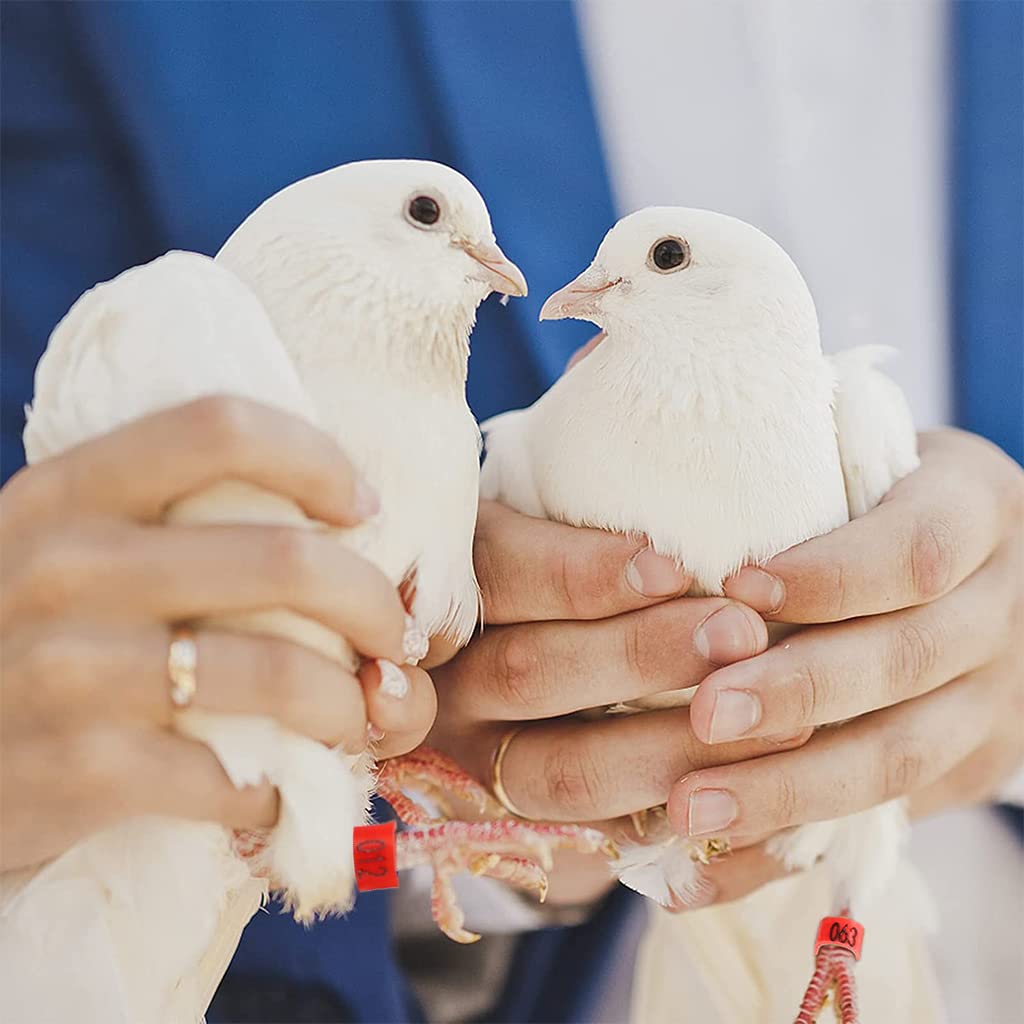 100 Pcs Bird Leg Rings-Numbered, Bird Identification Word Shaped Foot ringsLeg Bands Poultry, Leg Bands Clip on Leg Rings for Bantam Finch Dove Pigeons Lovebird Coturnix Quail