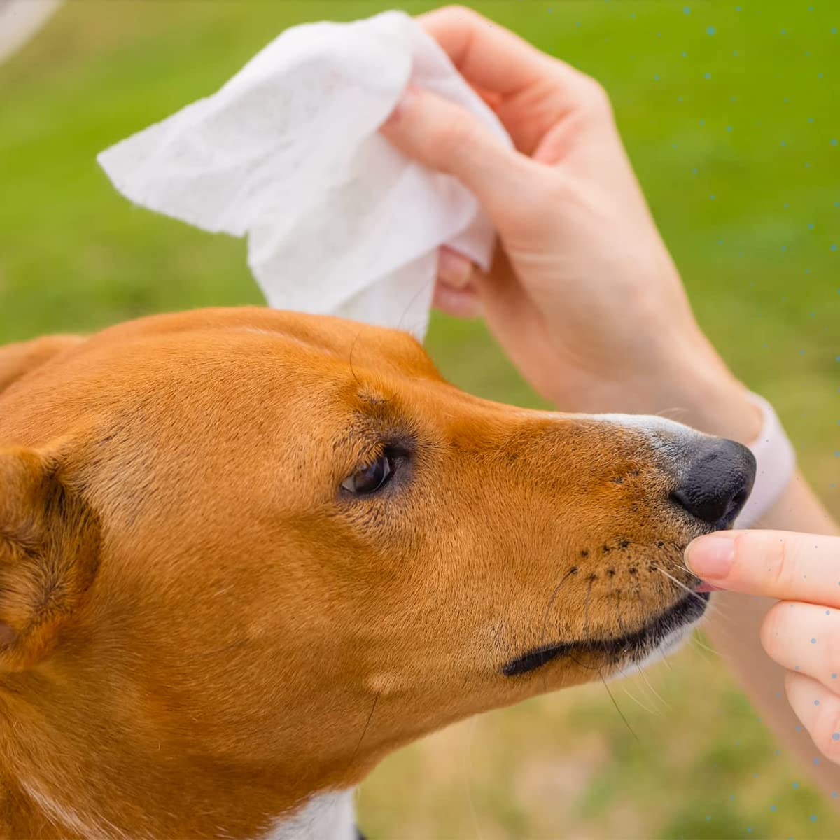 Qpets Pet Wipes for Dogs and Cats with Soft Nonwoven Fabric | 6 Pack 80 Sheet AlcoholFree Cleaning