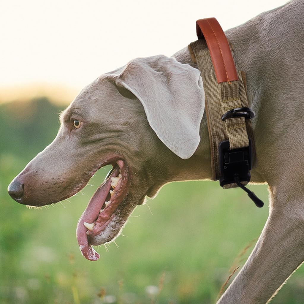 Qpets Dog Collar for Large Breeds with D Ring & PU Handle featuring 3.8cm Nylon Strap | Reflective Safety Training Collar