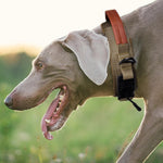 Qpets Dog Collar for Large Breeds with D Ring & PU Handle featuring 3.8cm Nylon Strap | Reflective Safety Training Collar