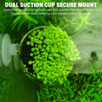 Qpets Aquatic Plant Glass Pot for Aquarium with Dual Suction Cups and Slanted Mouth | Clear Planter for Fish Tank Decor