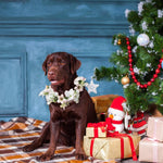 Qpets Pet Wedding Flower Collar for Dogs with Adjustable Tie Back | Ideal for Festivals & Photography