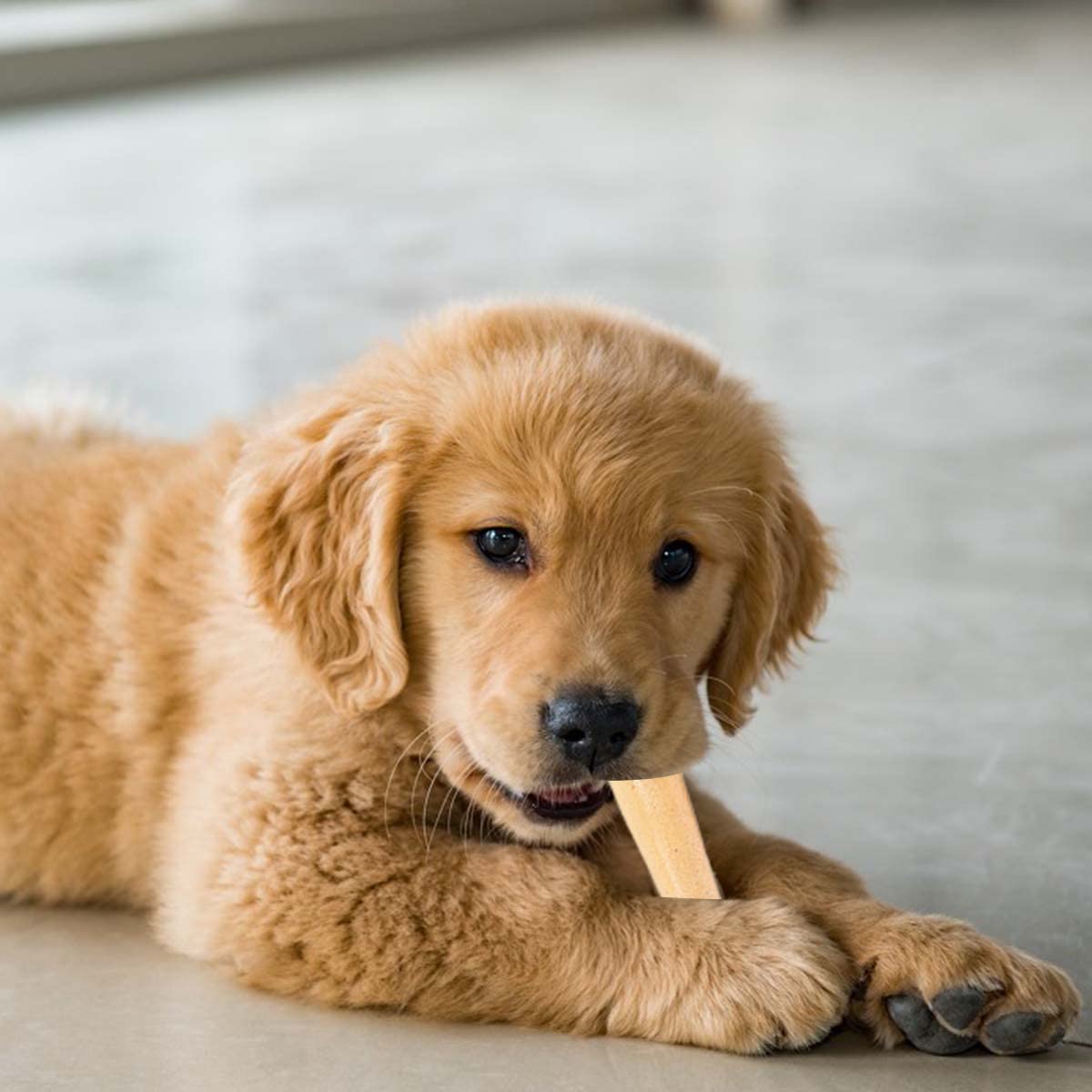 Squeaky Dog Toy Interactive Play, Pig Latex Chew Toys for Dogs Grunting Durable Rubber Soft Pet Toys Puppy Toys Funny Voice Decompression Fetch Training for Small Medium Dog