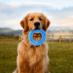 Qpets Dog Chew Toy for Summer Cooling with 5 in Circular Water Ring | Food Grade TPR