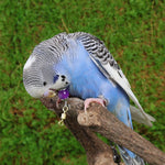 Qpets Parrot Chain Harness for Outdoor Use with 50cm Chain and Quick Release Buckle | Purple Opal Charm Collar