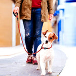 Qpets Dog Training Leash for Walking and Car Rides with Quick Release Buckle 1.25 m Nylon