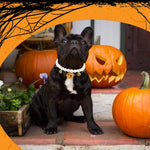 Qpets Halloween Cat Collar Necklace with Pearl Beads and Bells for Small Pets 22cm | Pumpkin Charm Design