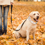 Qpets Floral Dog Collar for Small to Medium Dogs featuring Daisy Pendant and Metal D-Ring | Adjustable 36–60cm Soft Fabric Design