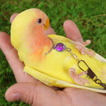 Qpets Parrot Chain Harness for Outdoor Use with 50cm Chain and Quick Release Buckle | Purple Opal Charm Collar