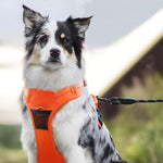 Qpets Dog Harness for Large Dogs 30–49 kg with Reflective Strips and Seat Belt Lock | Oxford Fabric Adjustable Vest