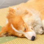 Qpets Dog Cat Summer Sleeping Pad 75×100 cm with Anti‑Slip Waterproof Bottom and Rattan Surface