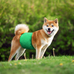 Qpets Dog Diapers for Incontinence and Training featuring Elastic Waist 16–20 in | Washable Reusable Cotton 2pcs