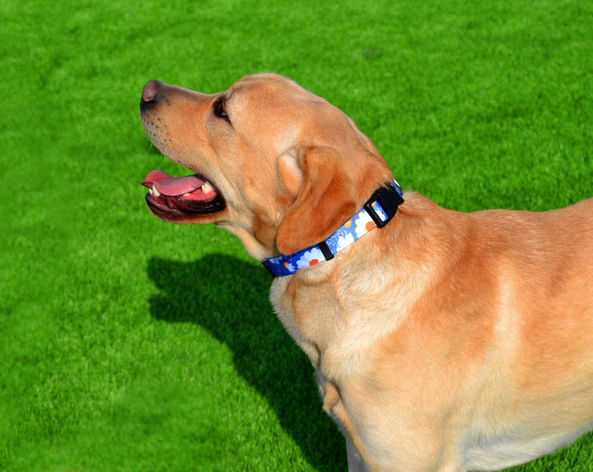 Qpets Dog Collar for Small Medium Large Dogs with Safety Buckle & D-ring | 40–60cm Adjustable Nylon