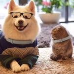 Qpets Flea and Tick Collar for Dogs and Cats with 8 Month Protection | Adjustable Waterproof Grey Design