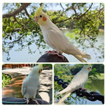 Qpets Parrot Aviator Leash for Outdoor Flying with 6.6ft Elastic Cord and Adjustable Buckle | 2PCS Set