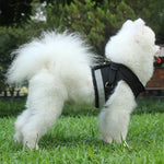 Qpets Cat Harness for Small Pets featuring Velcro Adjustment and Reflective Strip | 120 cm Leash Set