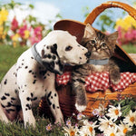 Qpets Flea and Tick Collar for Dogs and Cats with 8 Month Protection | Adjustable Waterproof Grey Design