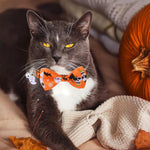 Qpets Halloween Cat Collar with Bell featuring Orange Skeleton Prints and Quick Release Buckle