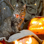 Qpets Halloween Cat Collar with Bell featuring Orange Skeleton Prints and Quick Release Buckle