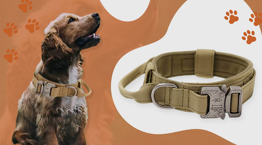 Qpets® Dog Collar for Large Dogs