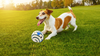 Qpets® 5.5 Inch Interactive Toy Ball for Dog