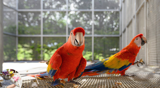 Unleashing Boundless Adventures with Pet Parrot Harnesses