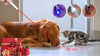 Experience Unleashed  Fun with Cat Chasing Toys