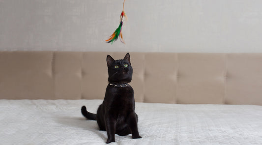 Create Lasting Memories with Our 11 Piece Interactive Cat Toys