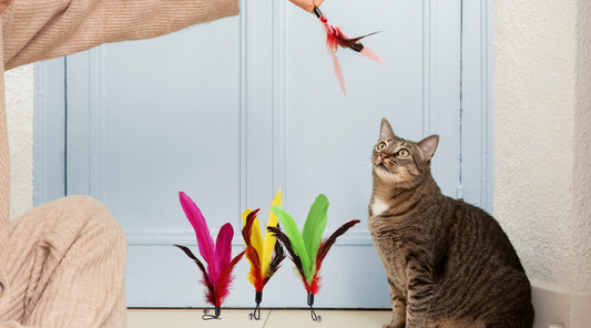 Unleashing Joy With Interactive 11-Piece Cat Toy Set