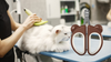 Why Your Persian Cat Needs This Nail Cutter