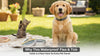 Why This Waterproof Flea & Tick Collar Is a Must-Have for Every Pet Owner