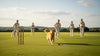 Cricket Fever on the Rise… and Your Pet Joins the Match Too!