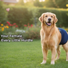 Loving Your Female Dog Through Every Little Hurdle