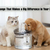 Small Change That Makes a Big Difference in Your Pet’s Life