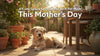 A Cozy Space for Your Pet As A Pet Mom: This Mother’s Day
