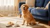 Pet Products That Solve Big Messes & Daily Struggles