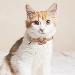 Qpets Cat Collar Set for Cats featuring Adjustable Quick Release 19–32cm with Bell | 4 Colors