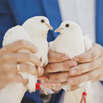 Qpets Bird Leg Rings for Poultry Identification featuring Clip On Design and 100 Red Numbered Bands | Fits 0.8cm Legs