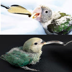Qpets® Baby Parrot Feeding Spoons, Metal Bird Feeder Spoons, Narrow Tip Design for Hand-Feeding Small Birds (2Pcs)
