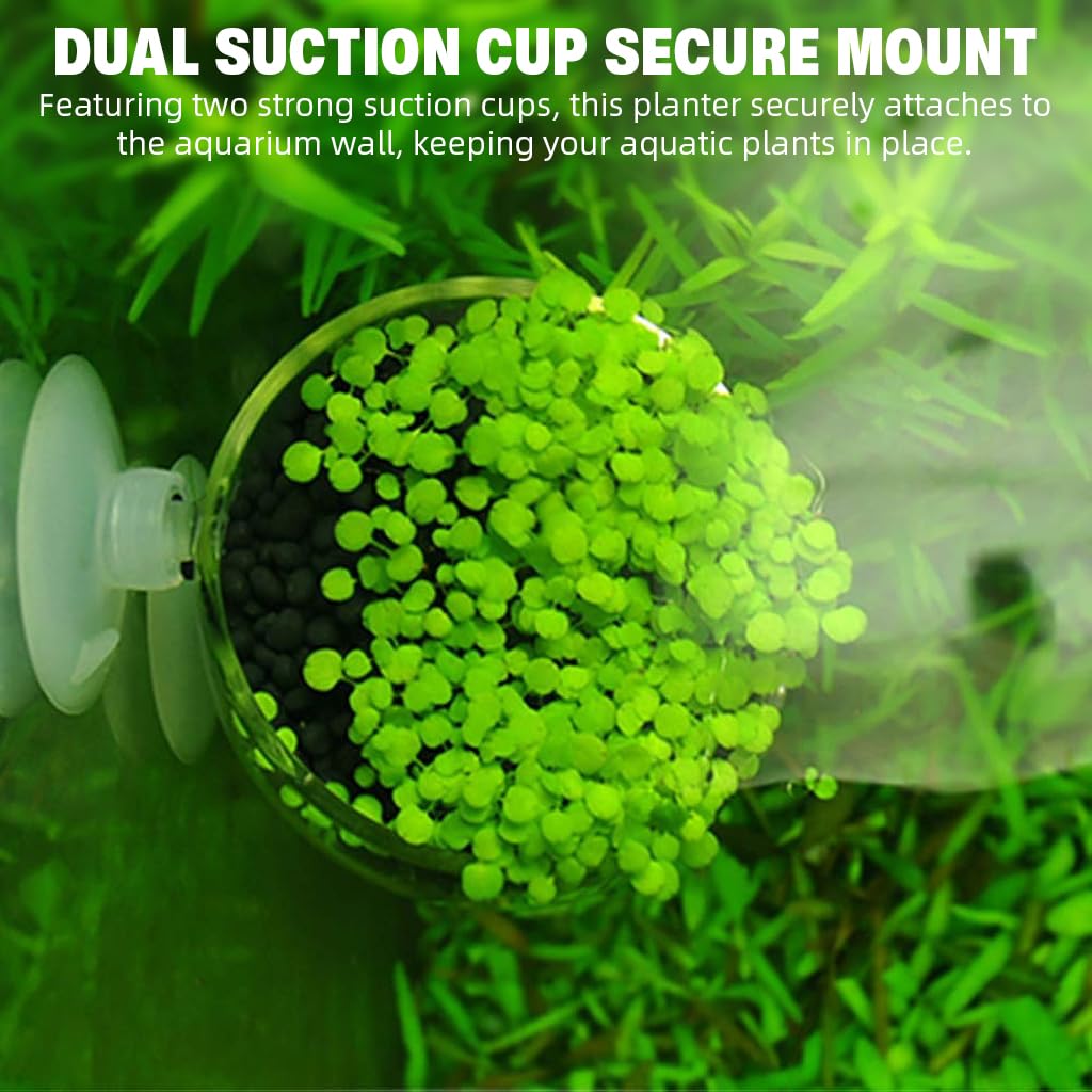 Qpets Aquatic Plant Glass Pot for Aquarium with Dual Suction Cups and Slanted Mouth | Clear Planter for Fish Tank Decor