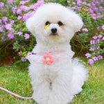 Qpets Cat Harness with Leash for Walking featuring Adjustable Strap and D-ring | Pink Flower Design for Small Cats 1.5–3.5 kg