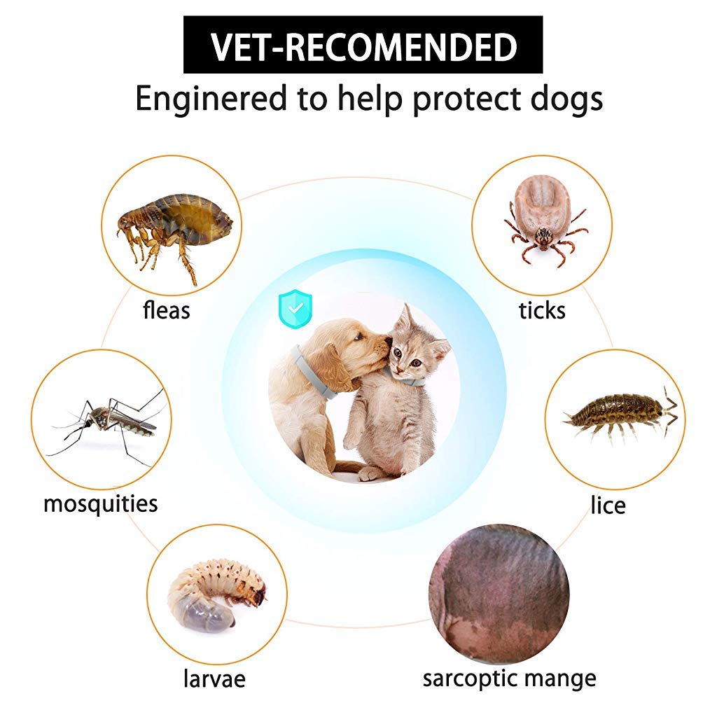 Flea and Tick Collar - 8 Month Protection Adjustable Waterproof Collar for Dog Puppy Kitten Cats, Natural & Safe Efficiently Repell Locust Lice of Pets (for Dog and Cat) (Grey)