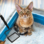Qpets Cat Litter Shovel for Indoor or Poultry Use with 22–41.9 in Retractable Handle | 5.7 in Metal Slotted Scoop
