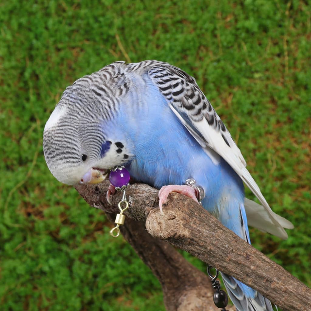 Qpets Parrot Chain Harness for Outdoor Use with 50cm Chain and Quick Release Buckle | Purple Opal Charm Collar