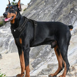 Qpets Adjustable Dog Harness for Walking with No Pull Design & Seat Belt Buckle | Reflective PU Mesh Vest L 18.1–24.8 in