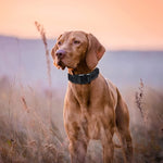 Qpets Dog Collar for Training with Quick Release Metal Buckle and Strap Handle | 19.6–23.2 in Adjustable Nylon XL